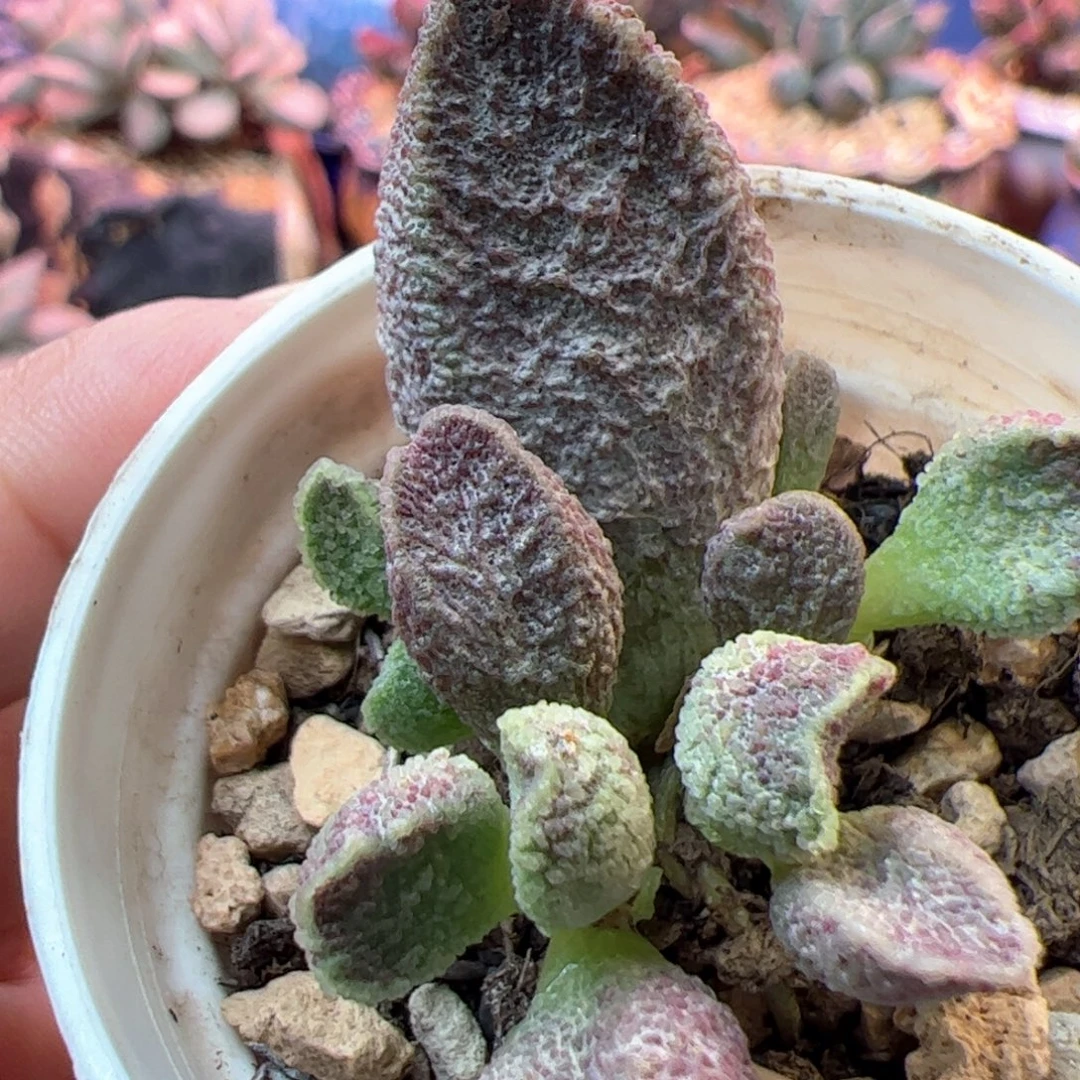 紫水晶。
