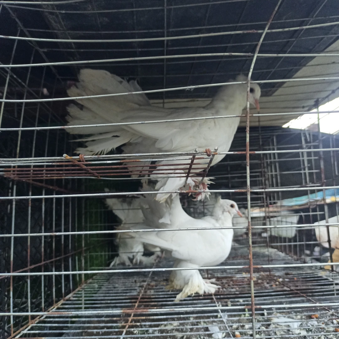 白羽王鸽子观赏鸽农家散养肉质鲜美