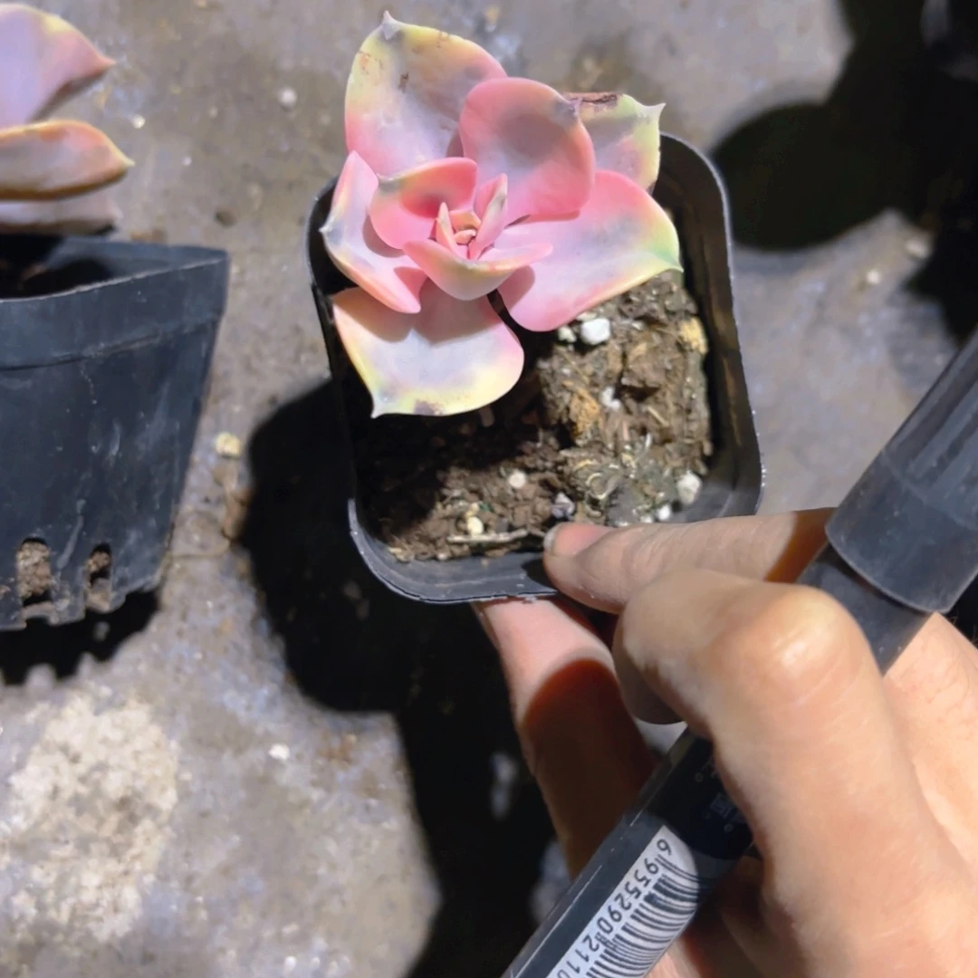 O***ʀ彩虹锦新疆包邮新疆包邮6.5