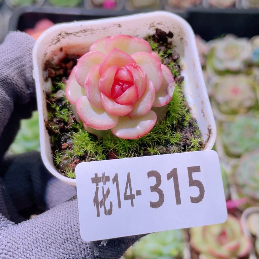 花利美14-315珍妮