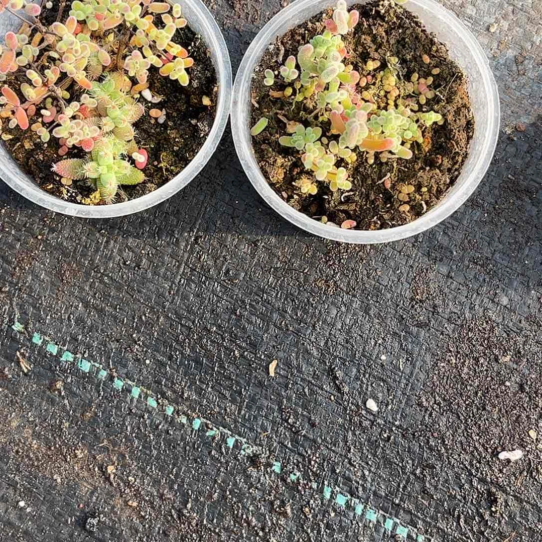 余***欢混播切糕优选枝干番杏