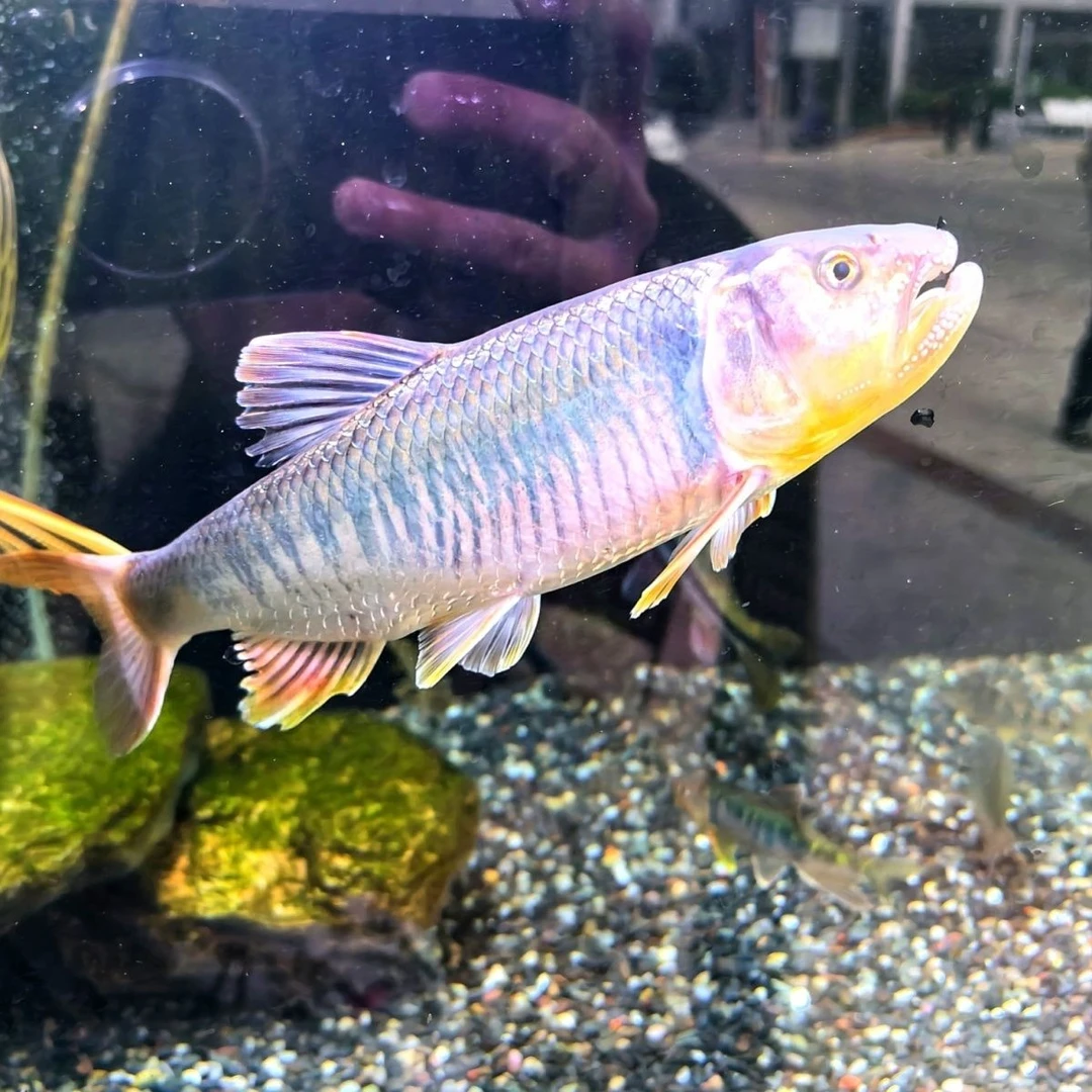 长鳍鱲宽鳍鱲马口鱼桃花鱼原生冷水观赏鱼好养耐活
