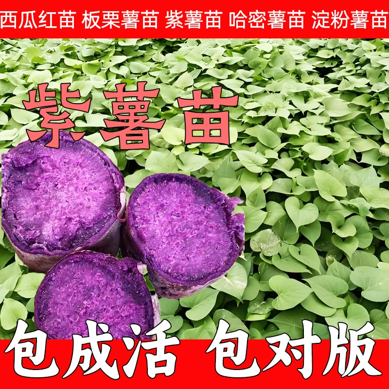 【紫薯红薯苗】蜜薯苗哈密薯苗烟薯苗板栗薯苗红薯秧苗正品对版薯苗