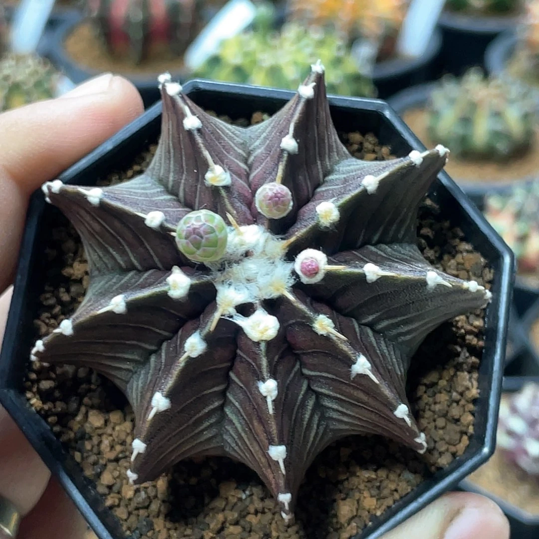 当前无花朵，栽培后可花朵