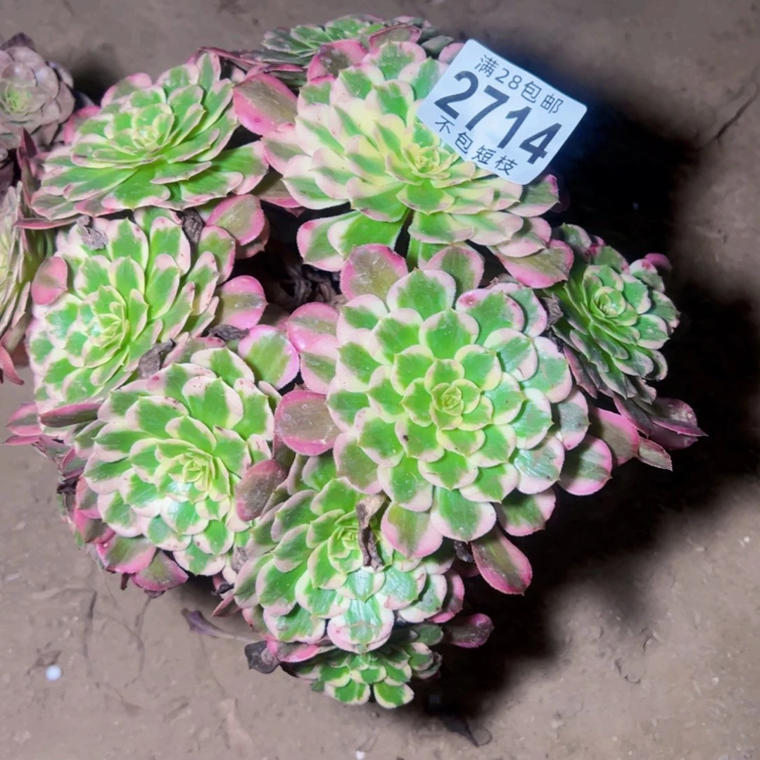 霁月多肉植物2714