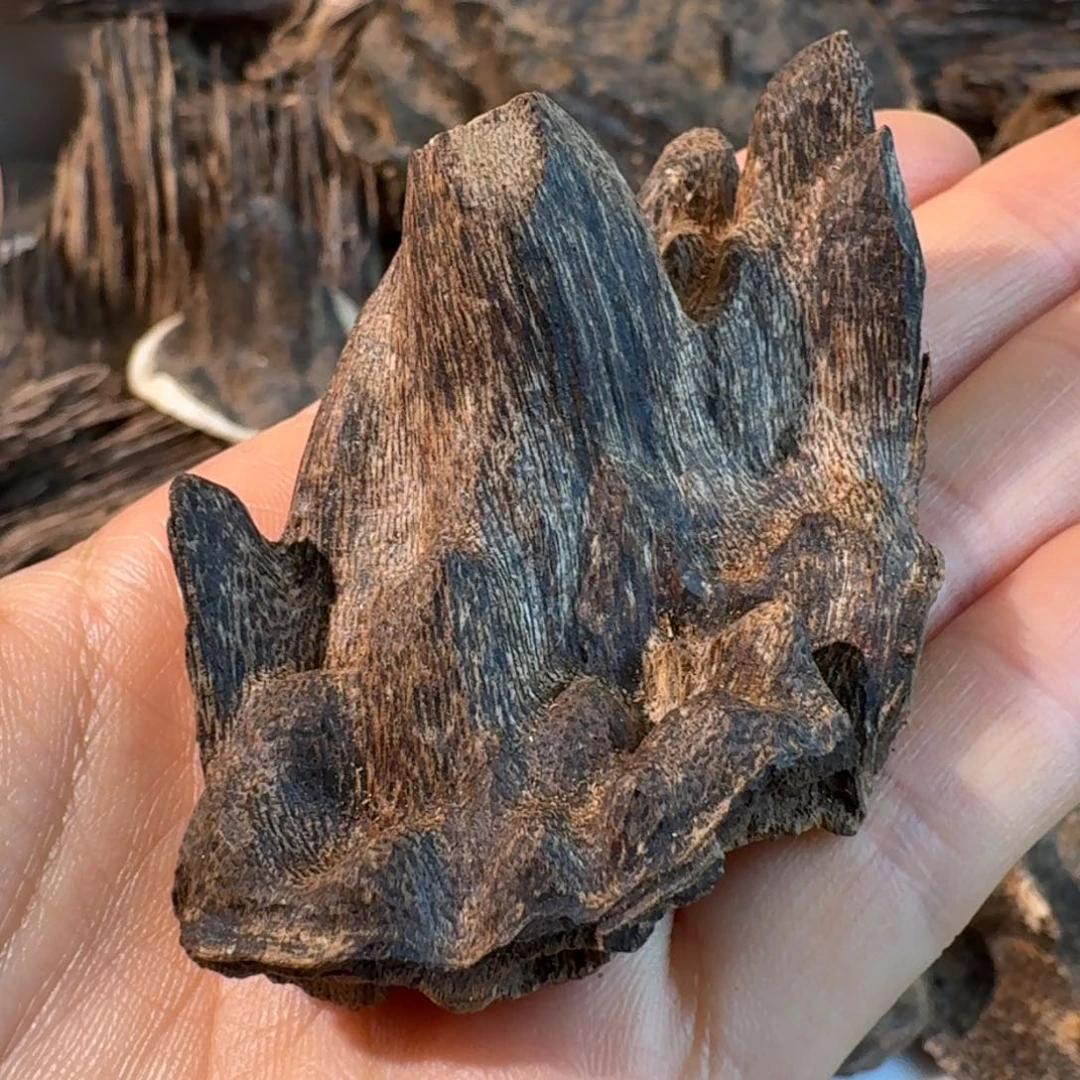 沉香沉香碎屑深圳梧桐山壳仔一块6.6