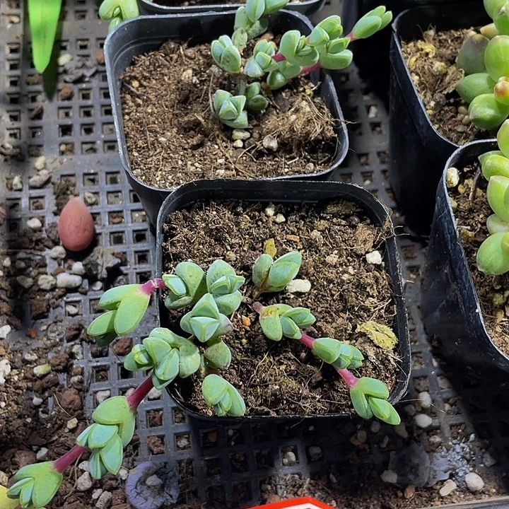 碧玉连带盆土发货