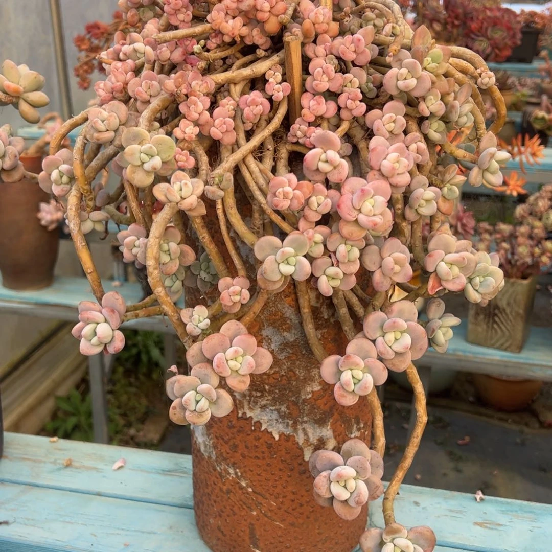 露养老桩悬崖红洛神