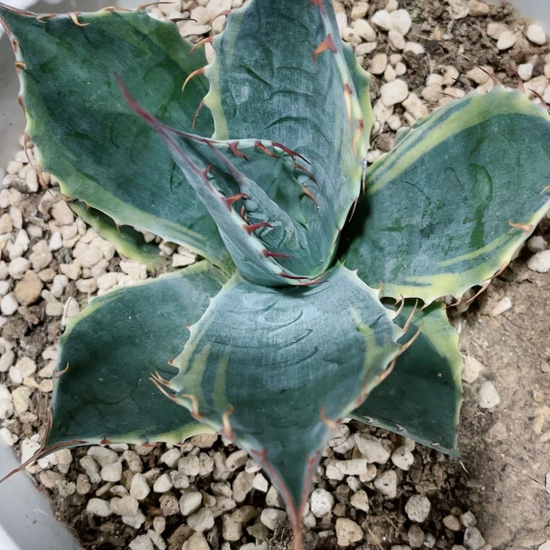 难**逢赖光黄锦龙舌兰包邮