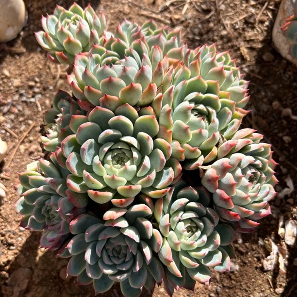 侧影多肉植物冠福18公分起