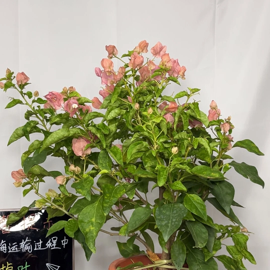 大部分花苞少量开放沙斑阿奴娜（三角梅）