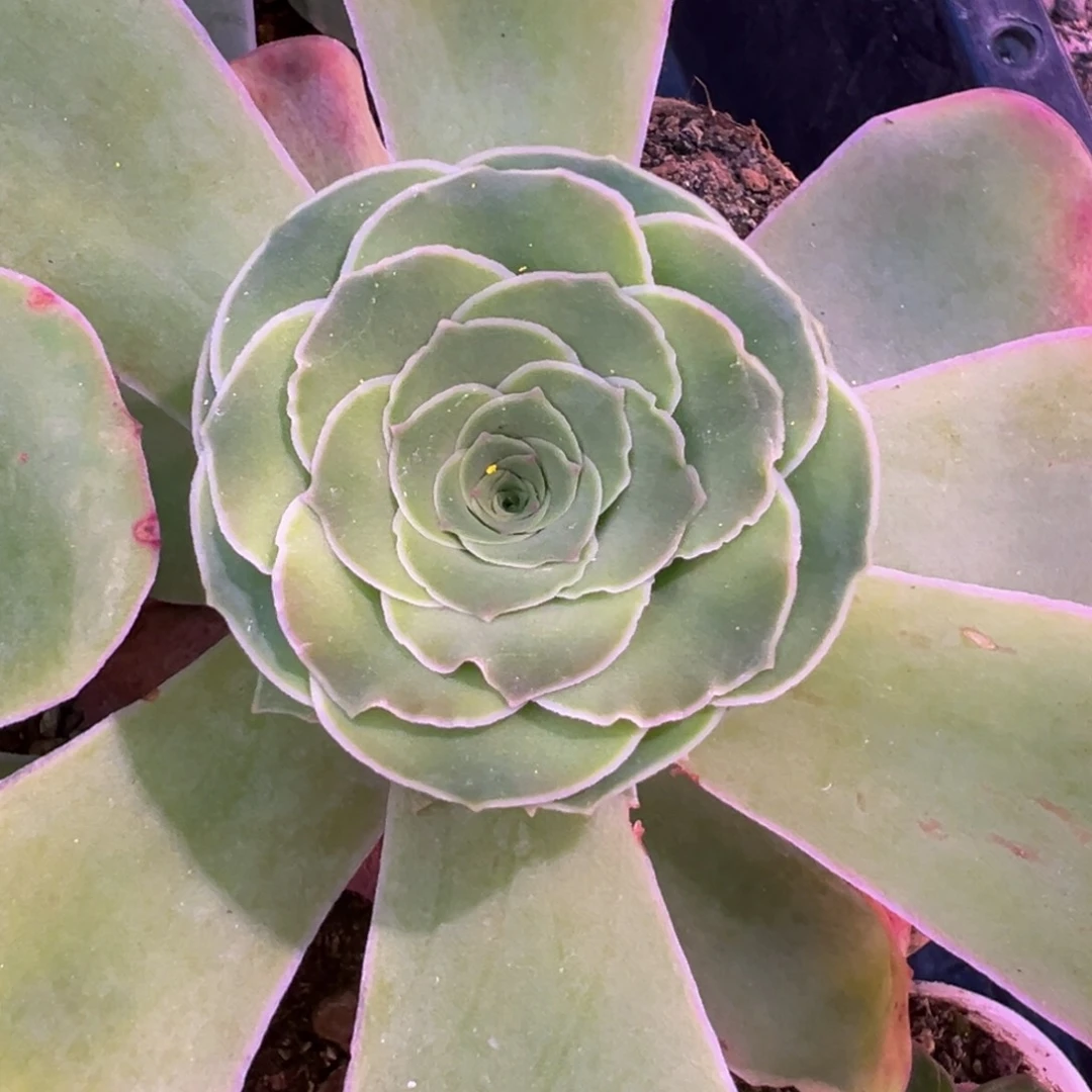 HR552不知名大母本