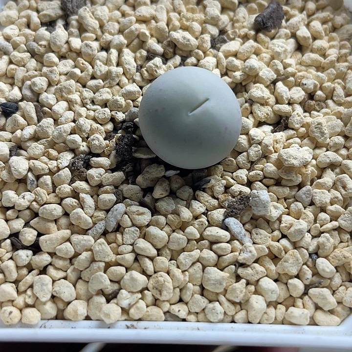 家人园艺多肉生石花福利款v嘴120