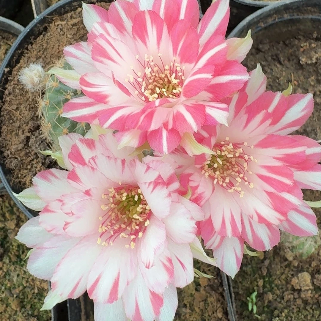 双飞根冠服4公分丽花