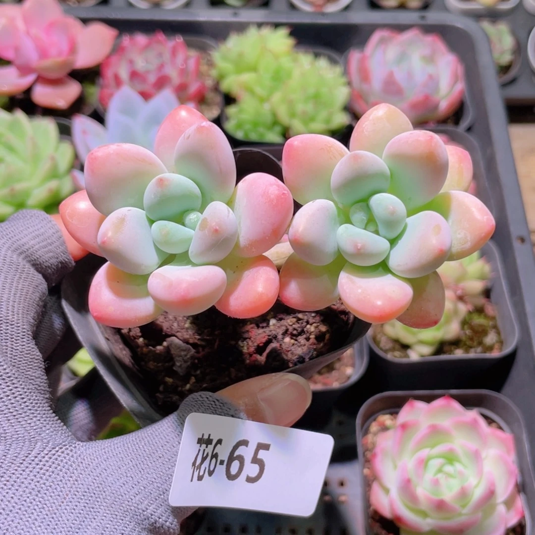 花利美 6-65洛神