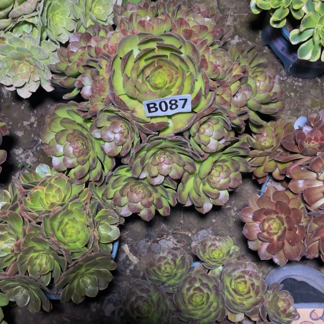 黑魔法师26////41包邮