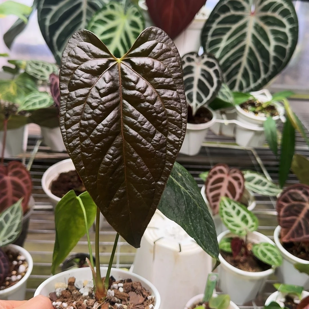 完全开放女王之心