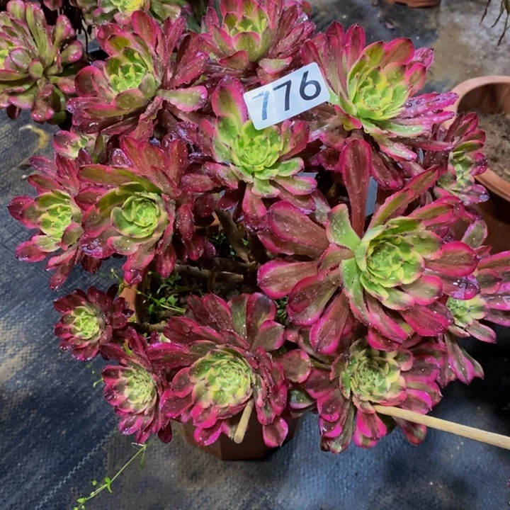 776 不知名法师从林