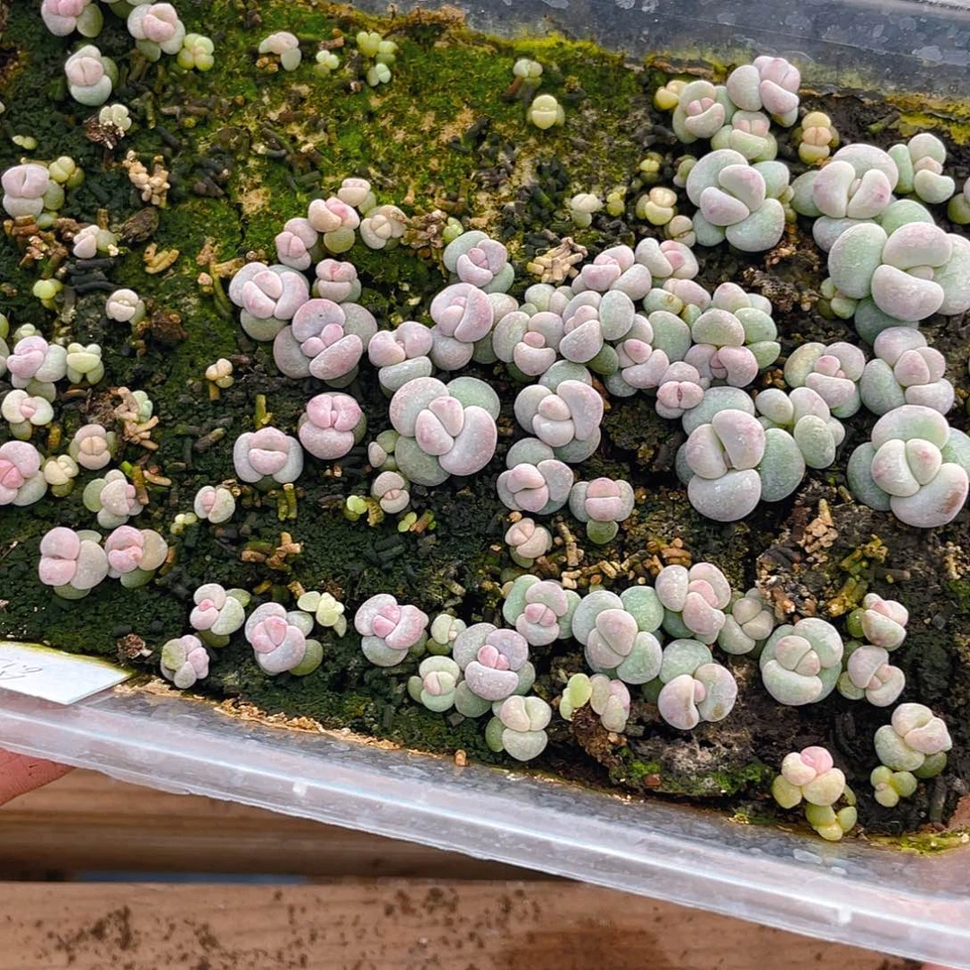 多肉植物多肉植物123