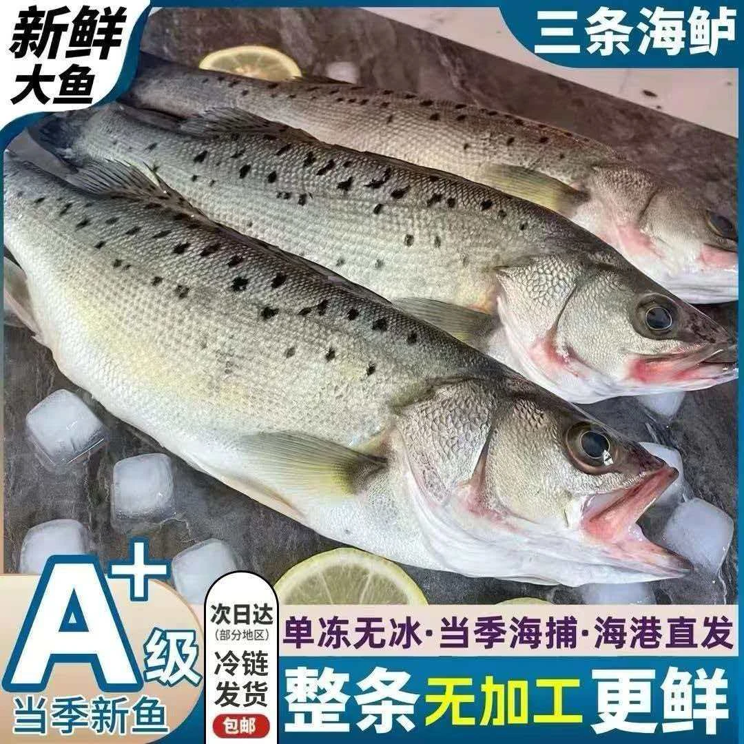 新鲜速冻深海鲈鱼新鲜超大野生七星花鲈鱼清蒸大鲈鱼海鲜9两/条