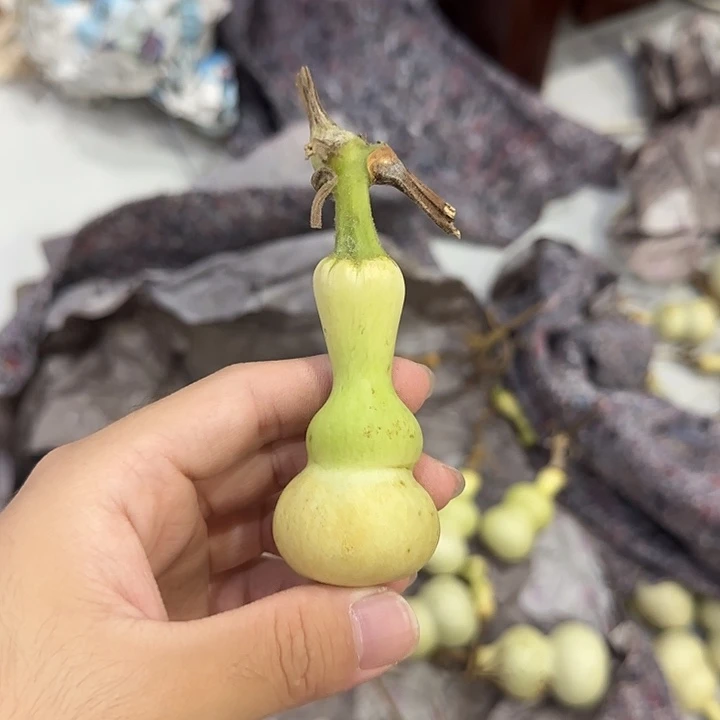 顺***瓜葫芦djdndjsjsjsjsnsns