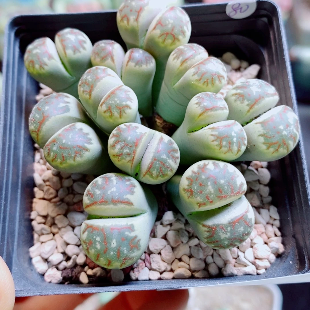 生石花花花花花花花913
