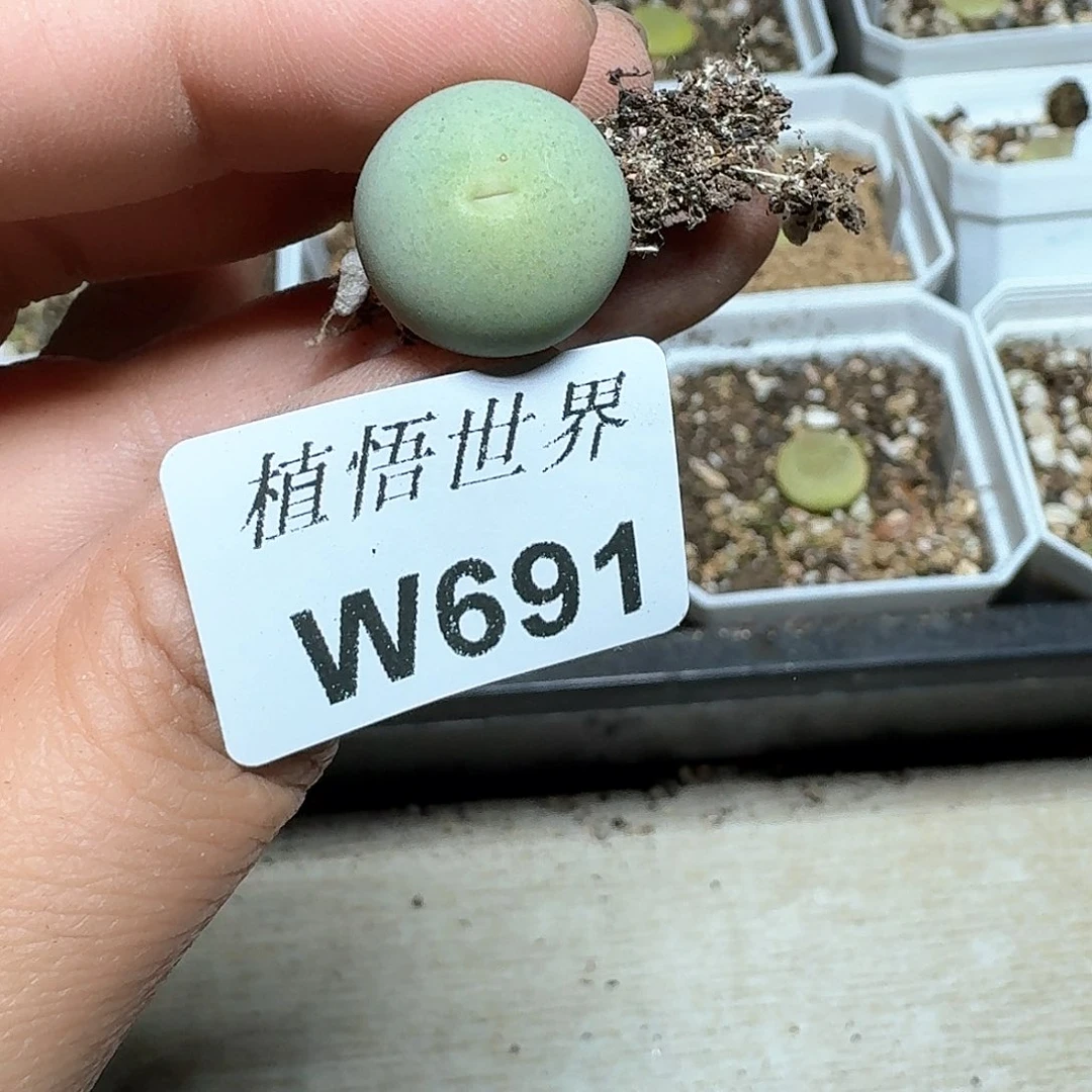 王****的691盒多肉植物哇c g