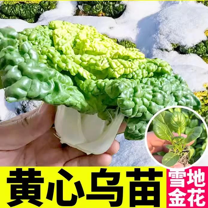黄心乌塌菜苗秧黄心乌种籽卷芯小白菜种孑耐热耐寒盆栽苗种子