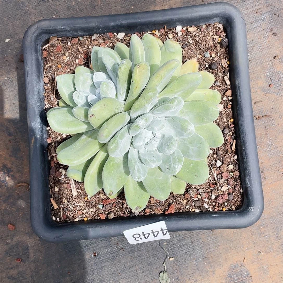 铭*大花朵红拇指4448