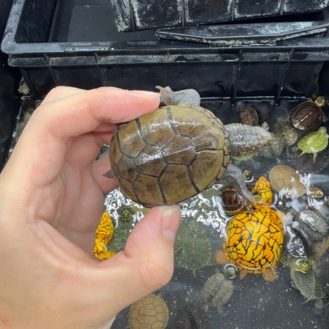 不分公母宠物龟东方头盔
