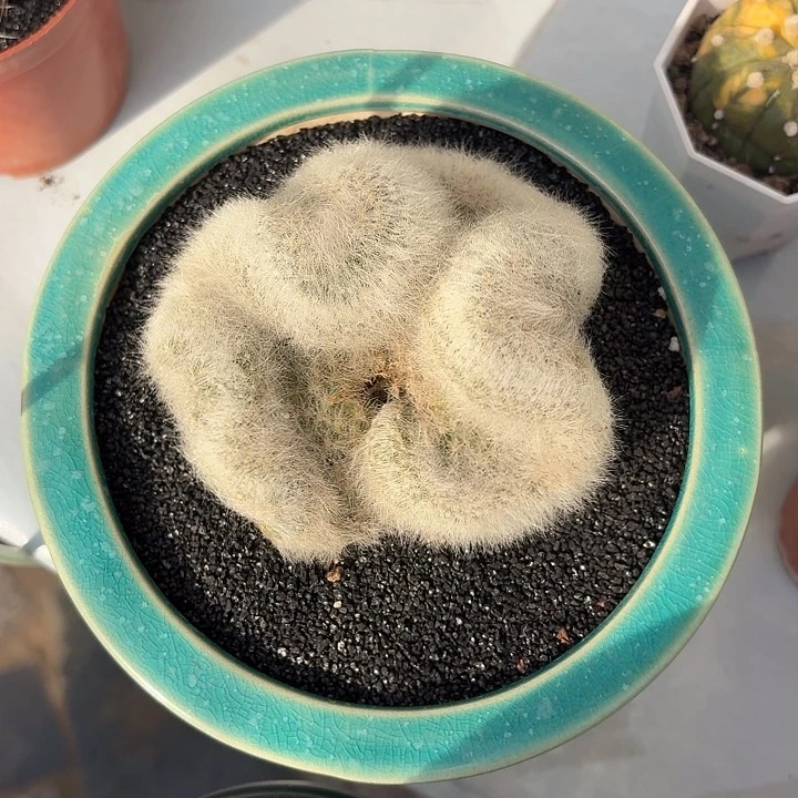 芳香丸缀仙人球123