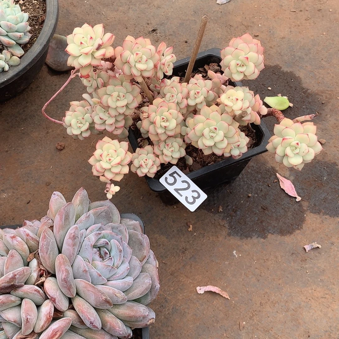 523 一物一拍多肉