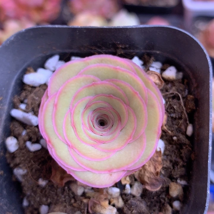 一物一拍鹿兜灵泽152