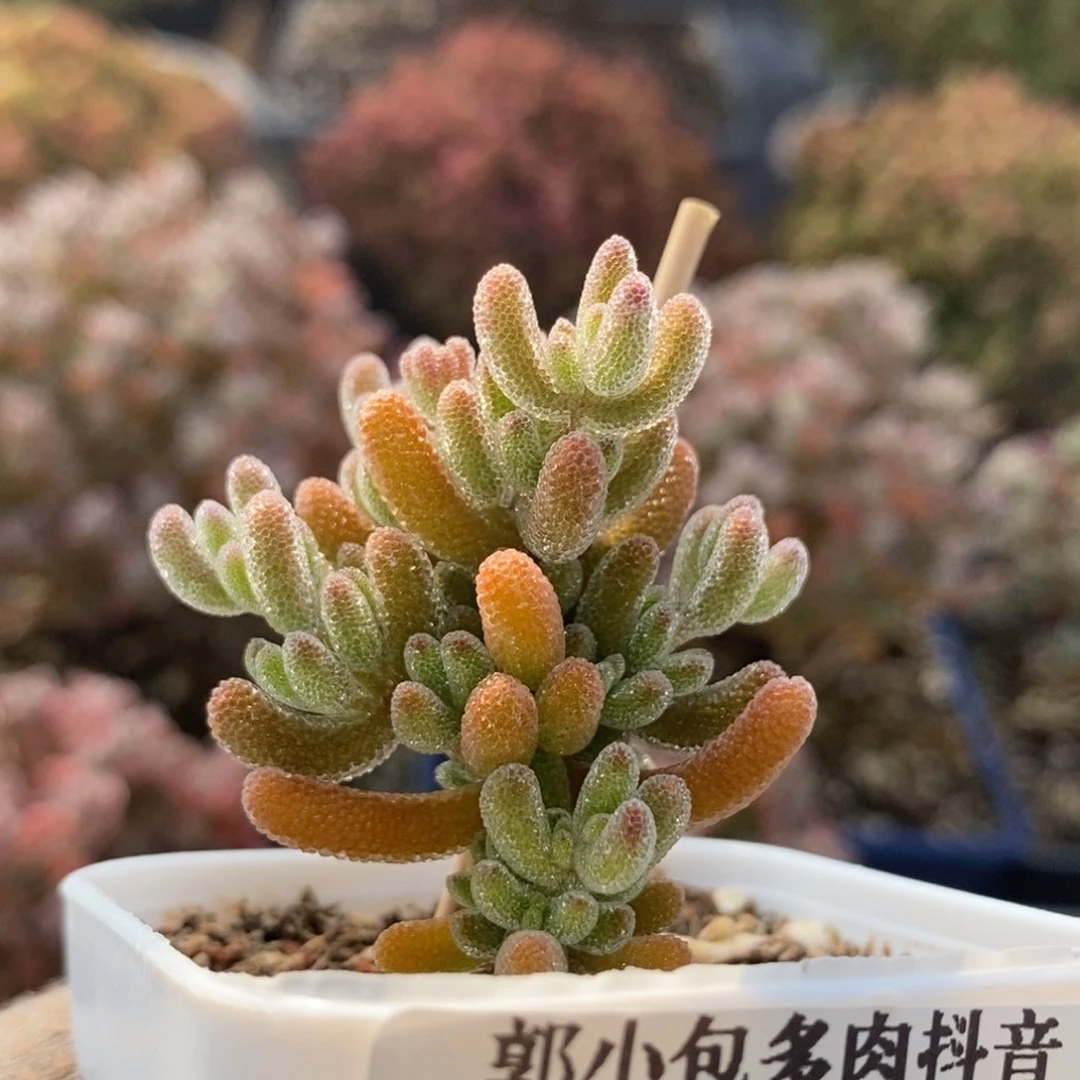 .****4冰橙3955枝干番杏