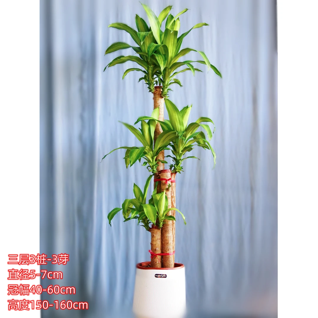 幸运木幸运树室内植物好养活的绿植室内盆栽植物花卉绿植盆栽