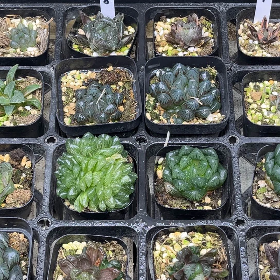 8 脱土包邮8颗福利