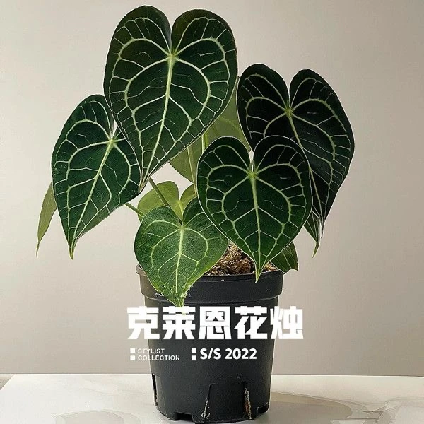 进口克莱恩水晶花烛真植物室内盆栽客厅桌面绿植耐阴好养观叶植物