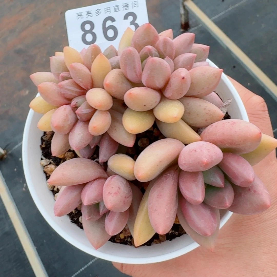 桃花源缀化            精美多肉植物