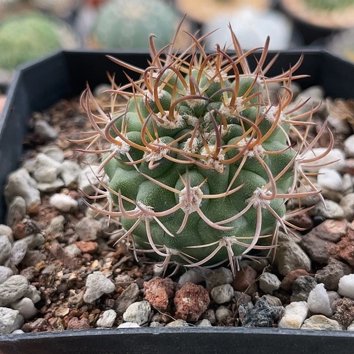 逆豹丸实生仙人球