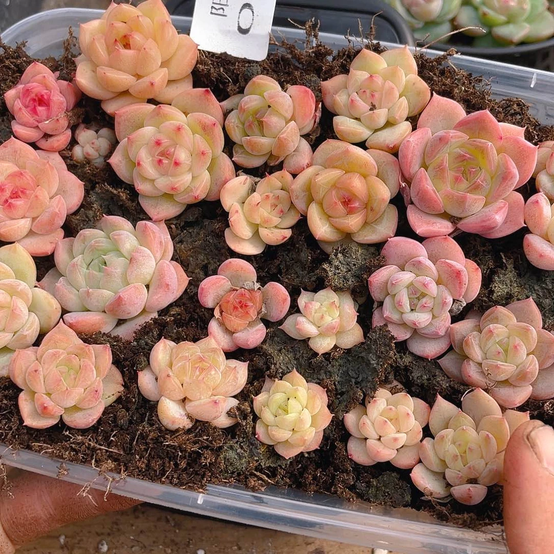 多肉植物多肉植物826