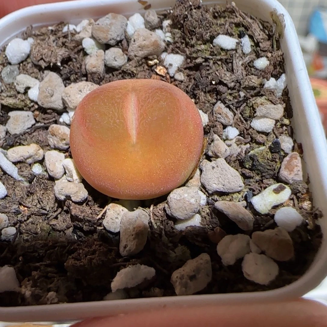 肉锥多肉植物百科-204