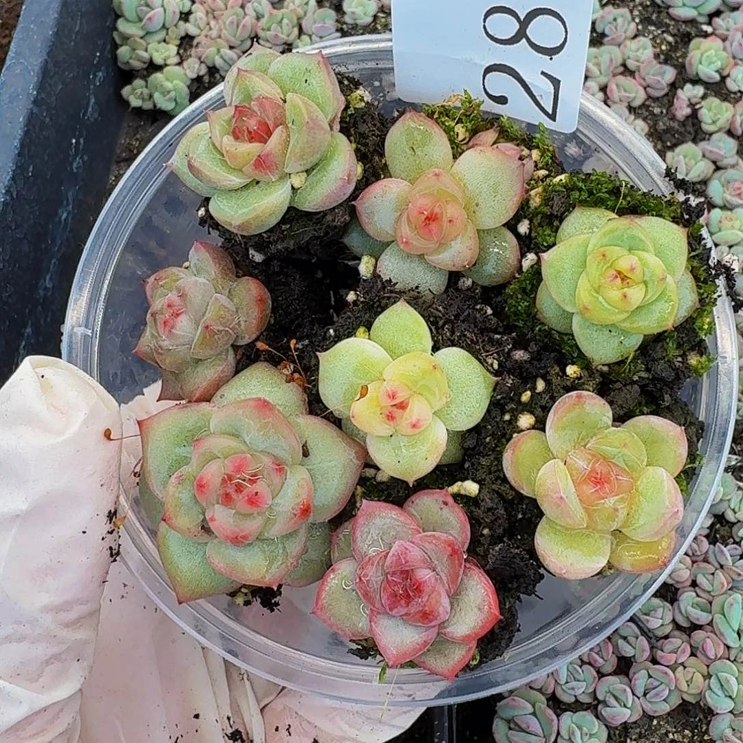 ?**?多肉植物多肉植物28