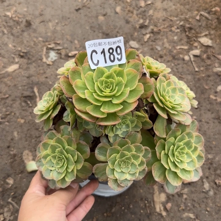 火狐……多肉植物……
