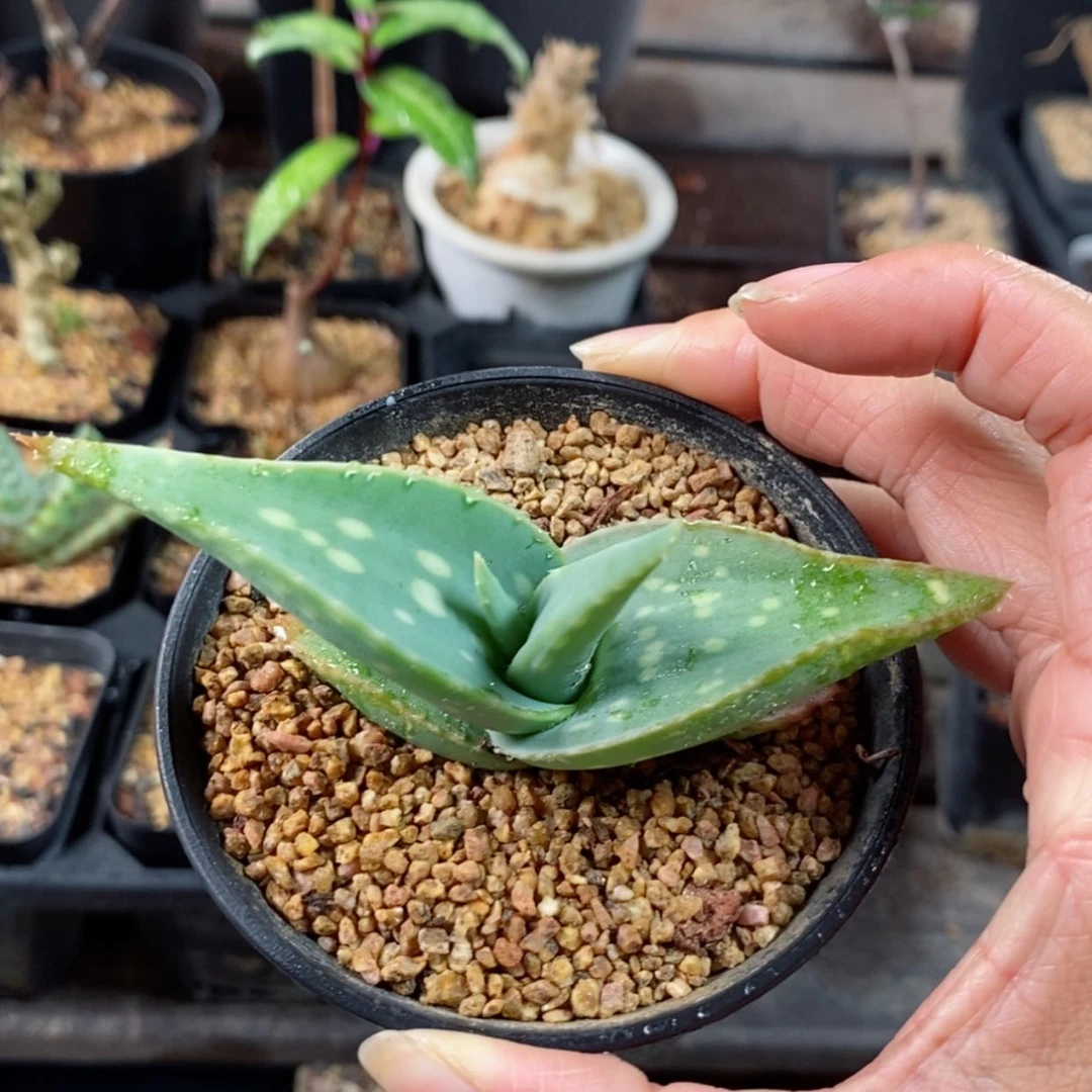 【闪购商品】皮划艇芦荟