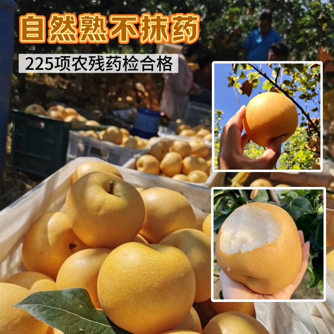 顺丰 不抹药秋月梨自然熟清甜口感大果礼盒4.5-7.5斤中秋水果