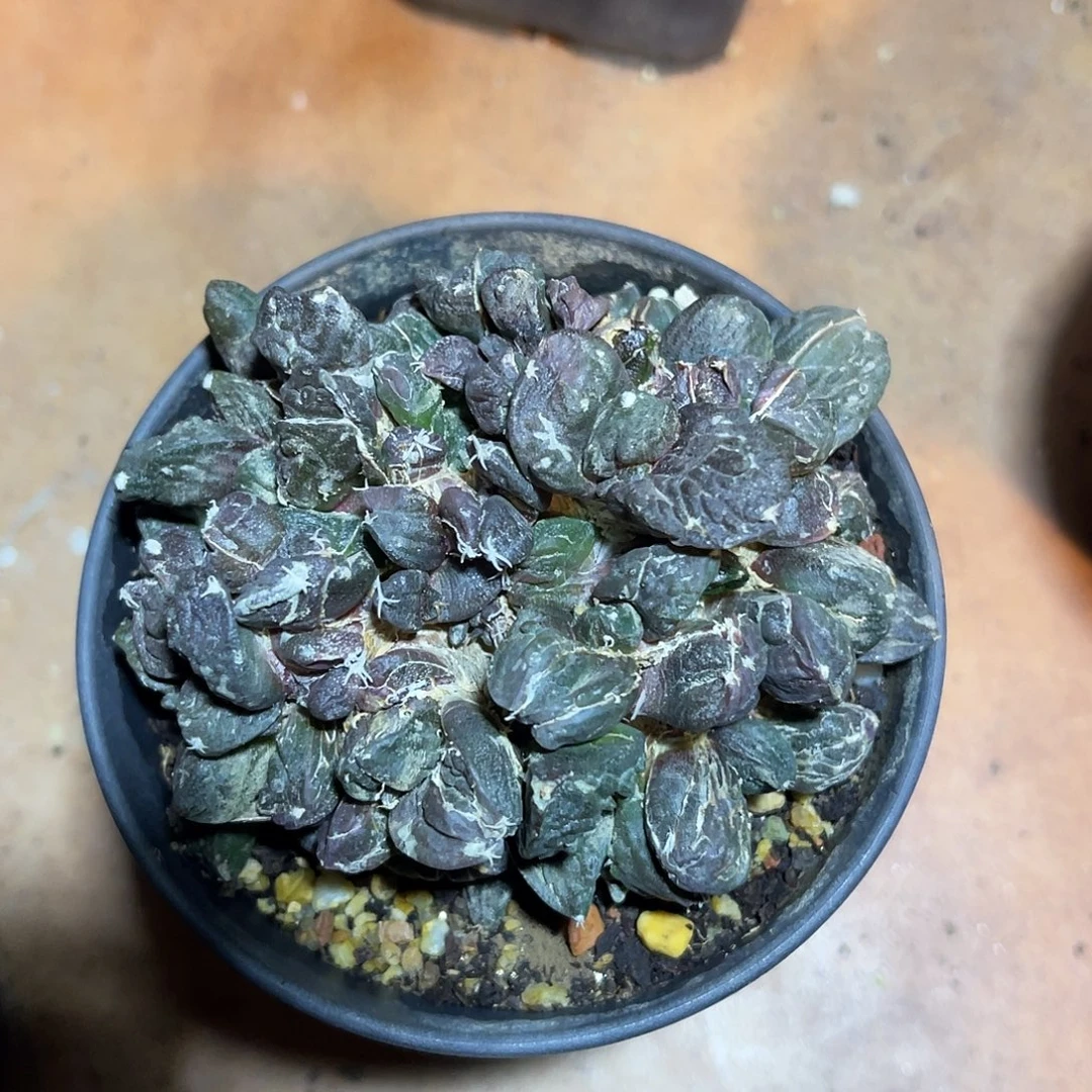 牡丹大群一物一拍
