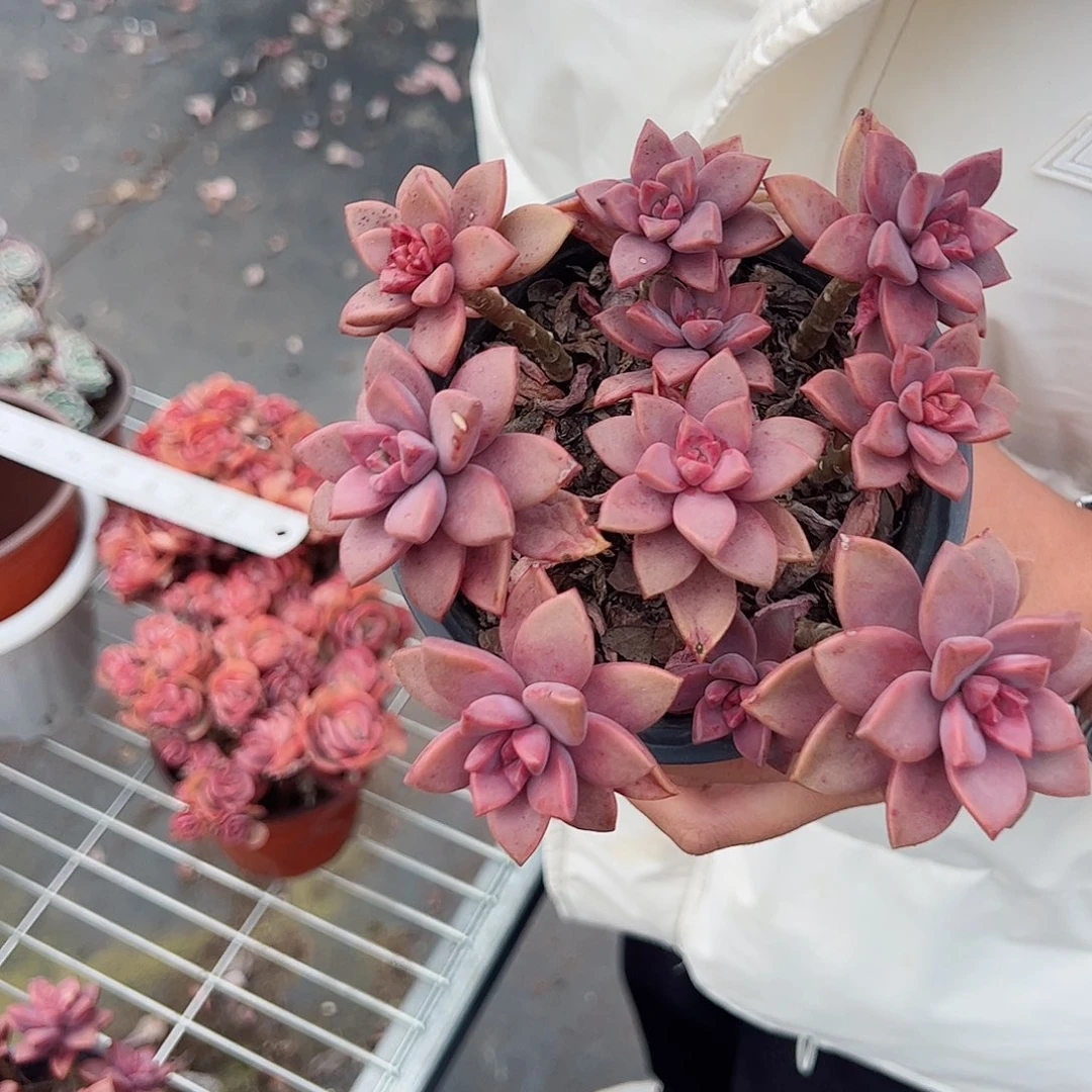 姬胧月散装带盆土一盆