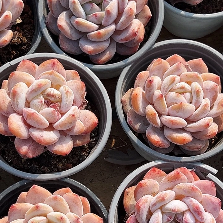 单头           雪天使