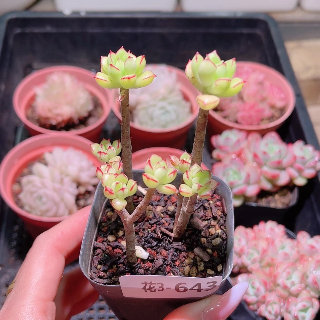 花利美3-643酥皮鸭