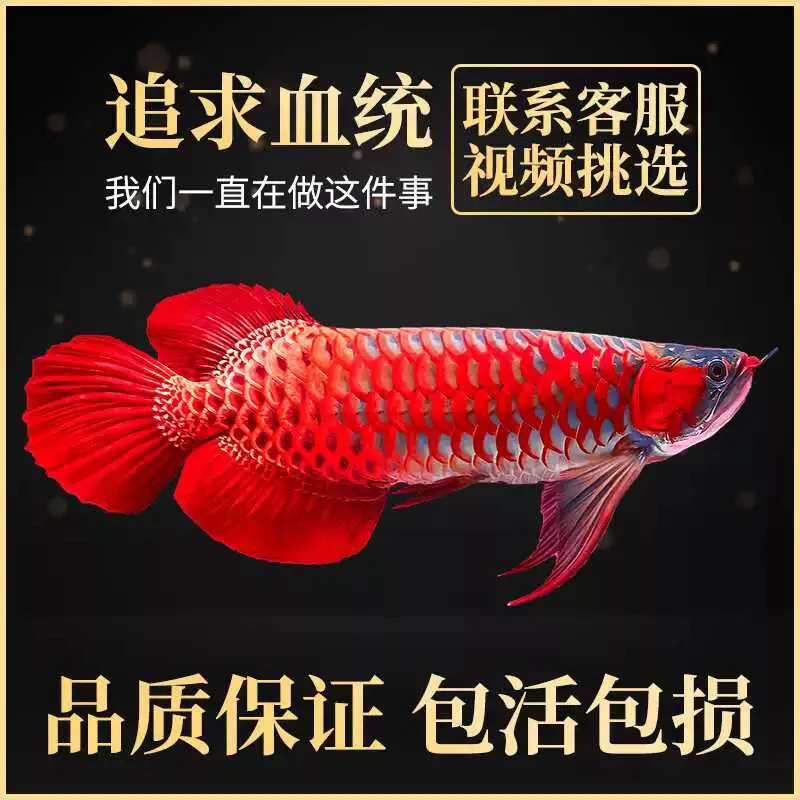高端印尼大湖红龙鱼大湖上游斯巴沃高品质龙鱼